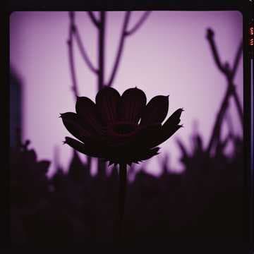 Die Schattenblume