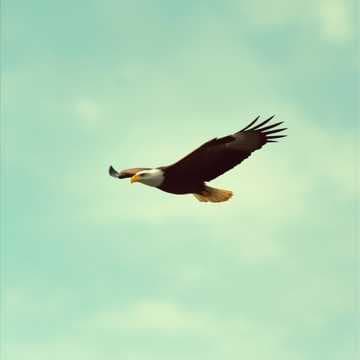 Aigle Noir Majestueux