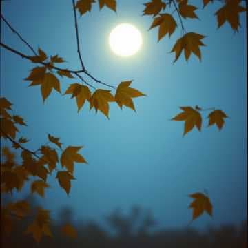 가을밤의 속삭임