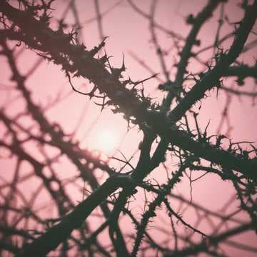 Twist the Thorn