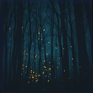 Reflections in the Night