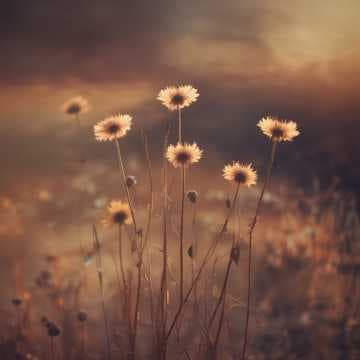 Tired Echoes