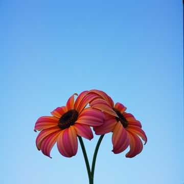 Love Serenade: Waynesini and Valeriana