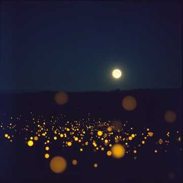 Fireflies After Midnight