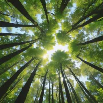 Beneath the Skies