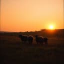 Black Sheep in Tuscany