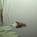 She Found a Bigger Pond