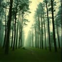 Whispers of the Wind