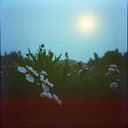 حبيب أمك ماتقبل