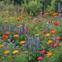 Алабута гүя эндәшә