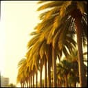 ياهلا في النخيل