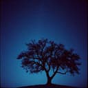 Я вас люблю