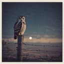 Lurking on the Great Awakening