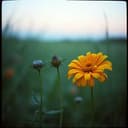 Marygold and Silverthorns