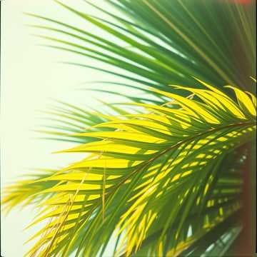 Dancing in the Breeze
