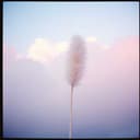 Feather Duster Delight