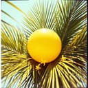 Soleil Plein Les Poches