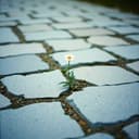 Nos Caminhos da Vida