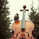 Whispers in the Hollow