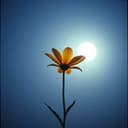 وفاء يا أجمل وجه