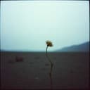 وداعًا يا أختي