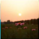 قصة حب مبارك ولولو