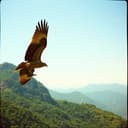 Quiero ver a venezuela triunfando