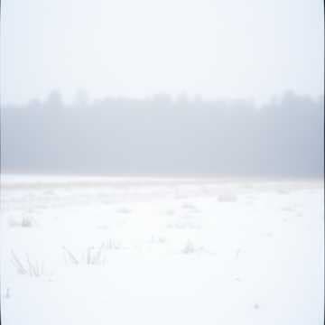 白淡雪