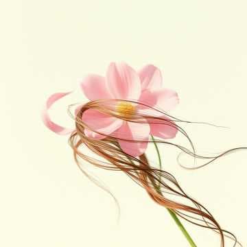 Mulher dos Meus Sonhos