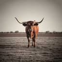 I hate the Dallas Cowboys