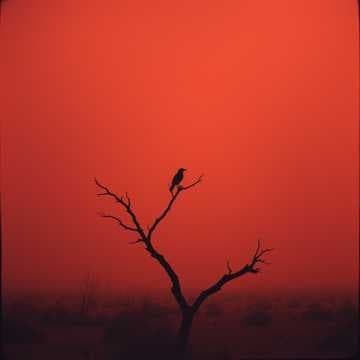 Ash in My Lungs (Midnight Revival)