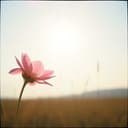 I Have Nothing (Para Solange)