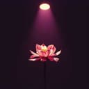 Beneath the Weight of the Throne