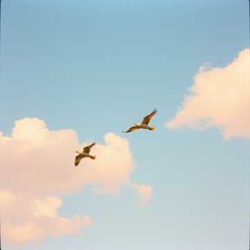 ناصر غير