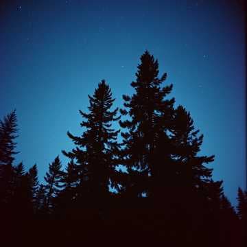 Echoes in the Pines