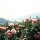 Bosanski Ludak Volim