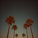 روضة النخيل ترحب