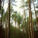 Whispers of the Flute