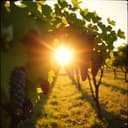 DionysusDionysusDionysus