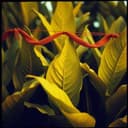 Dez Anos de Fumicultores