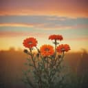 Marygold and Silverthorns