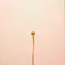 دلال البلوي