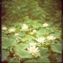 ព្រះនិព្វាន