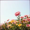 MK Sozusagen grundlos vergnügt