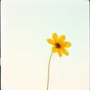 CPAP: O Fluxo da Esperança