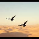 المصاليخ الأسود