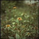 En un rincón de mi alma 