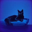 Accidental Heartbreaker