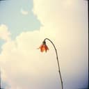 سَامِحِينِي يَا هَوَى