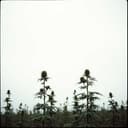 Rollin' Green Sorrows